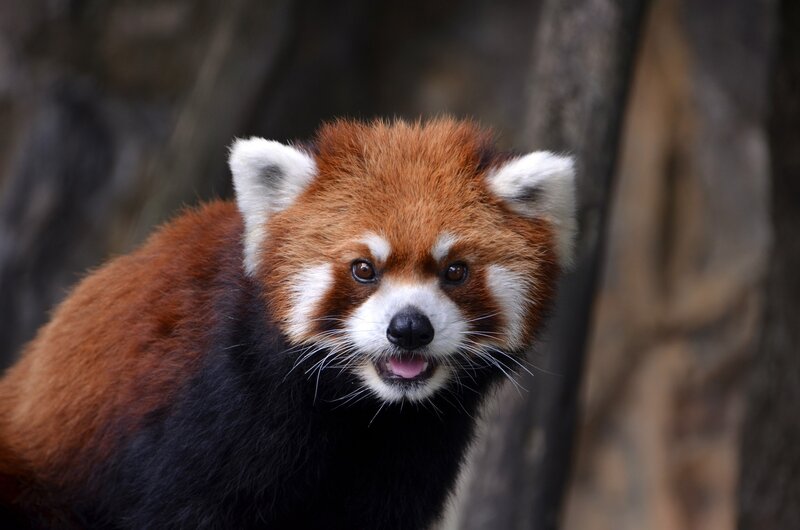 Red Panda in Forest — Brown, Curious, Photograph, Tree Trunk