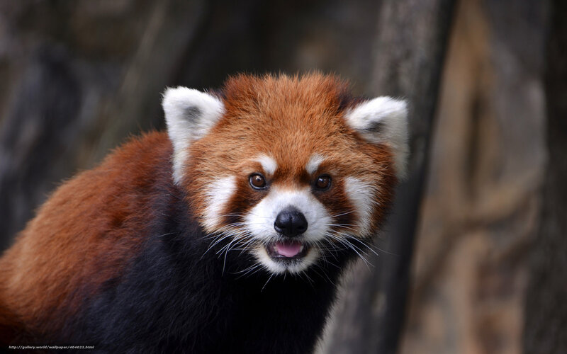 Red Panda in Forest — Brown, Curious