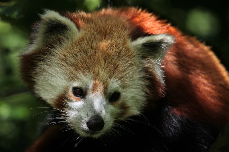 Red Panda in Forest — Brown, Natural, Photograph