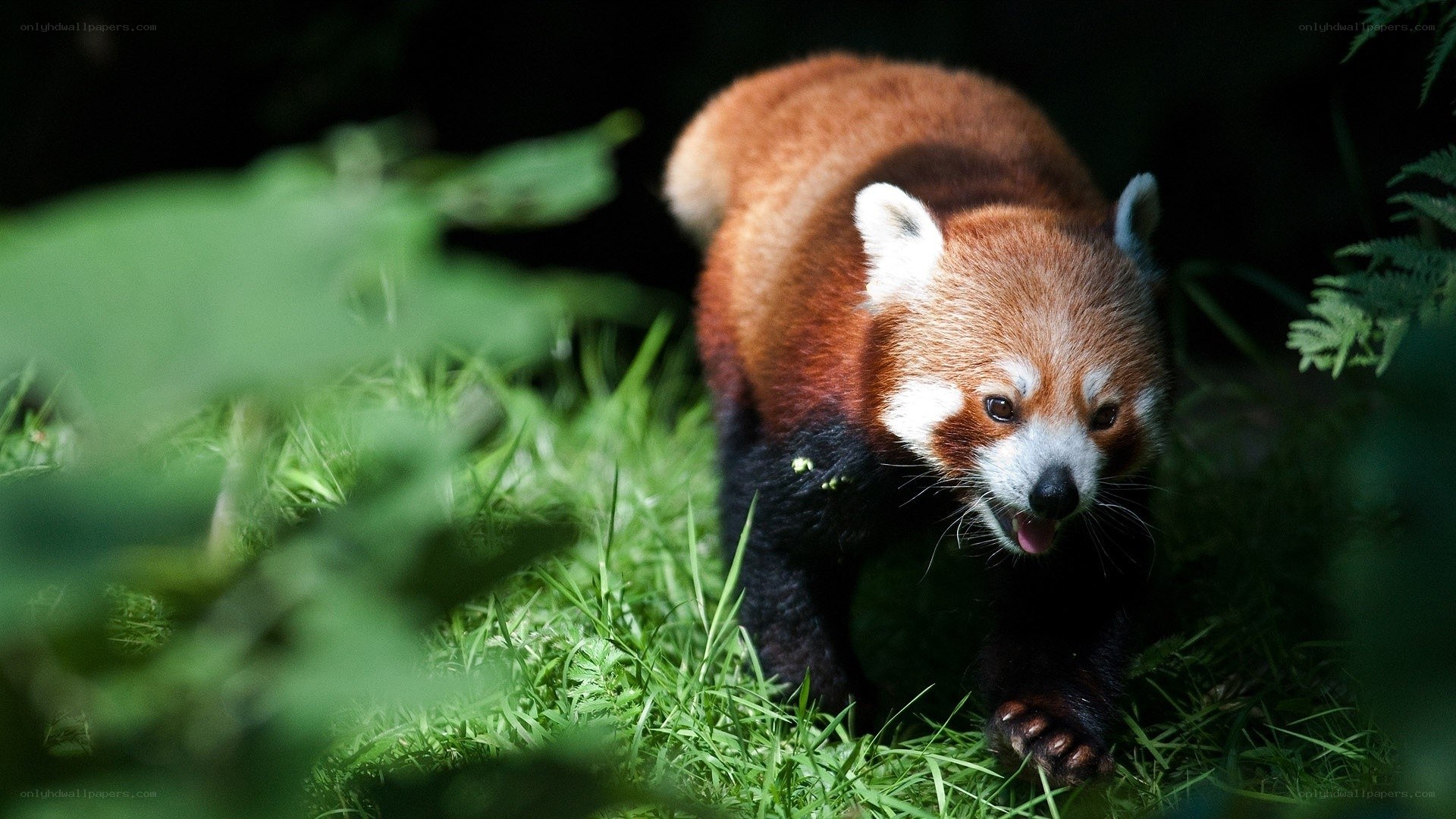 Red panda in forest grass