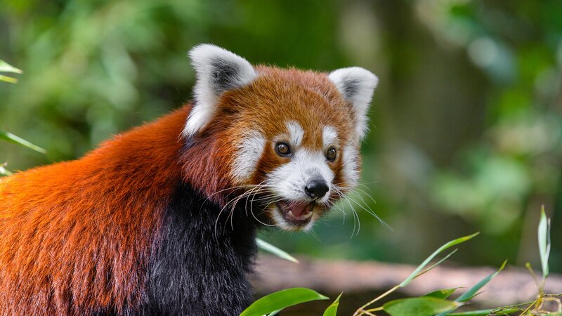 Red Panda in Forest — Orange