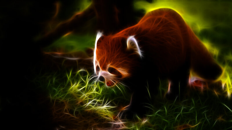 Red panda in glowing forest