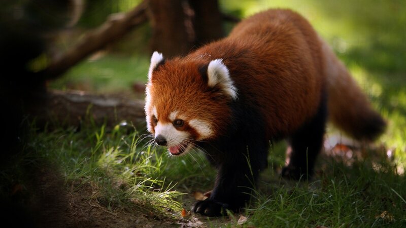Red Panda in Grass — Brown, Natural, Afternoon