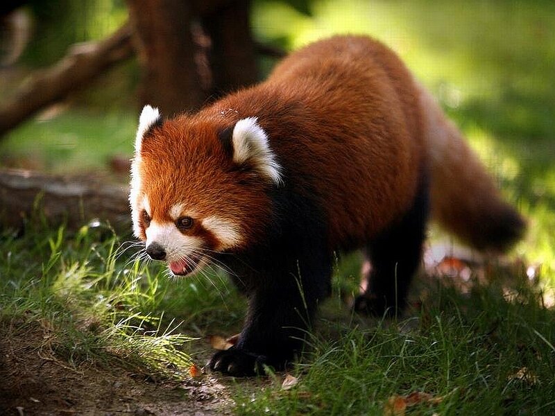 Red Panda in Grass — Brown, Natural
