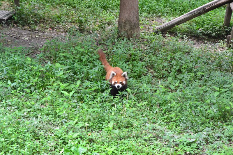Red Panda in Grass — Green, Natural