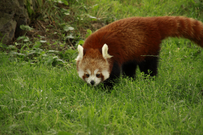 Red Panda in Grass — Green