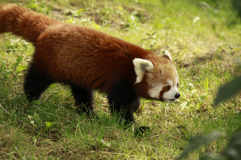 Red Panda in Grass