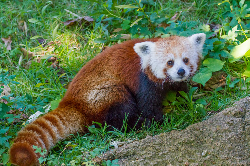 Red panda in grassy area