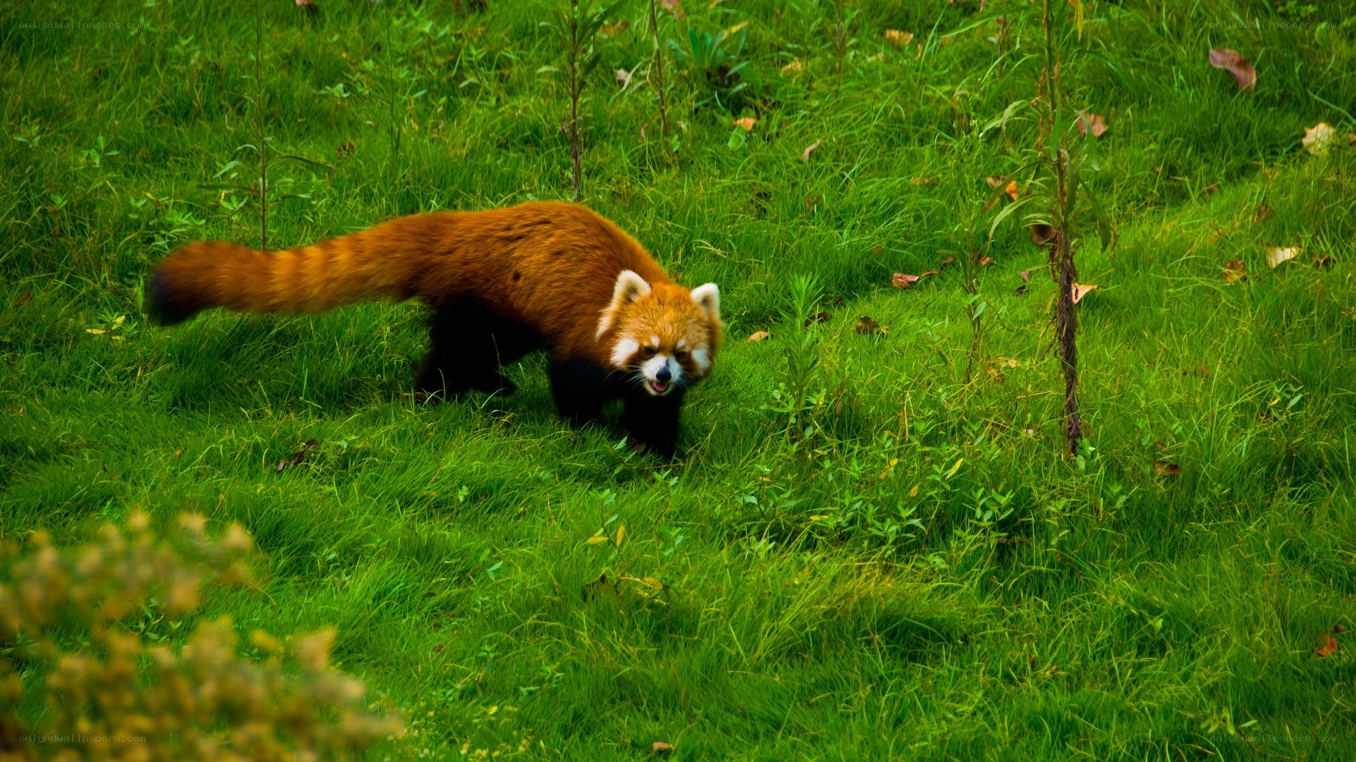 Red panda in grassy field