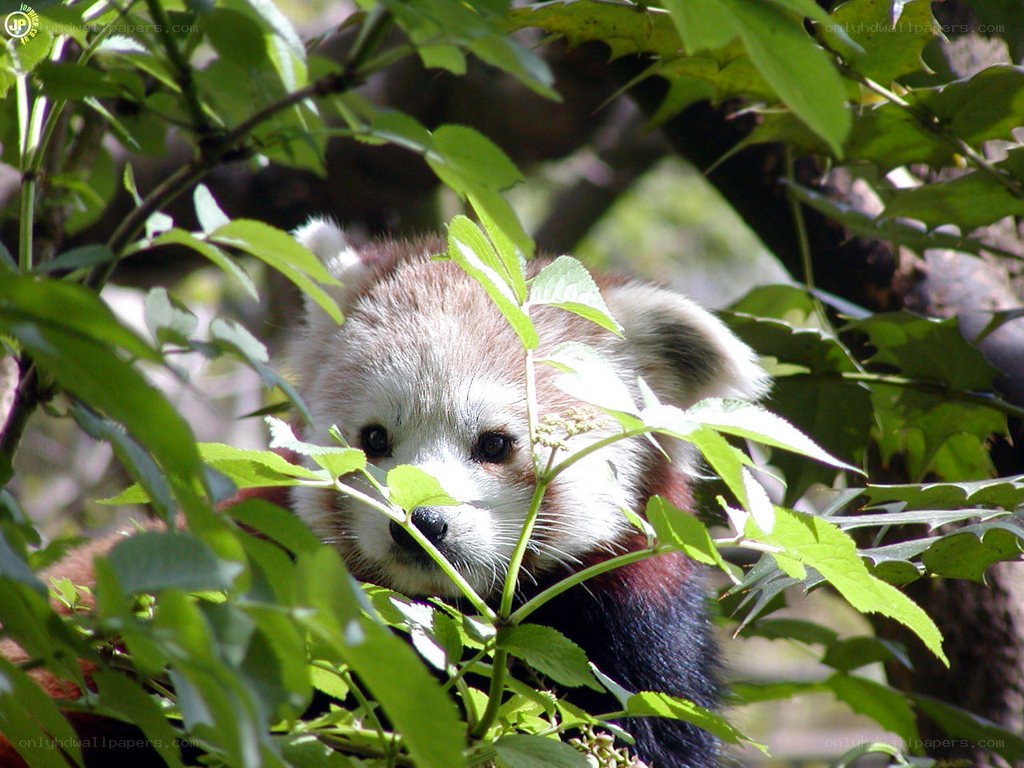 Red panda in green foliage