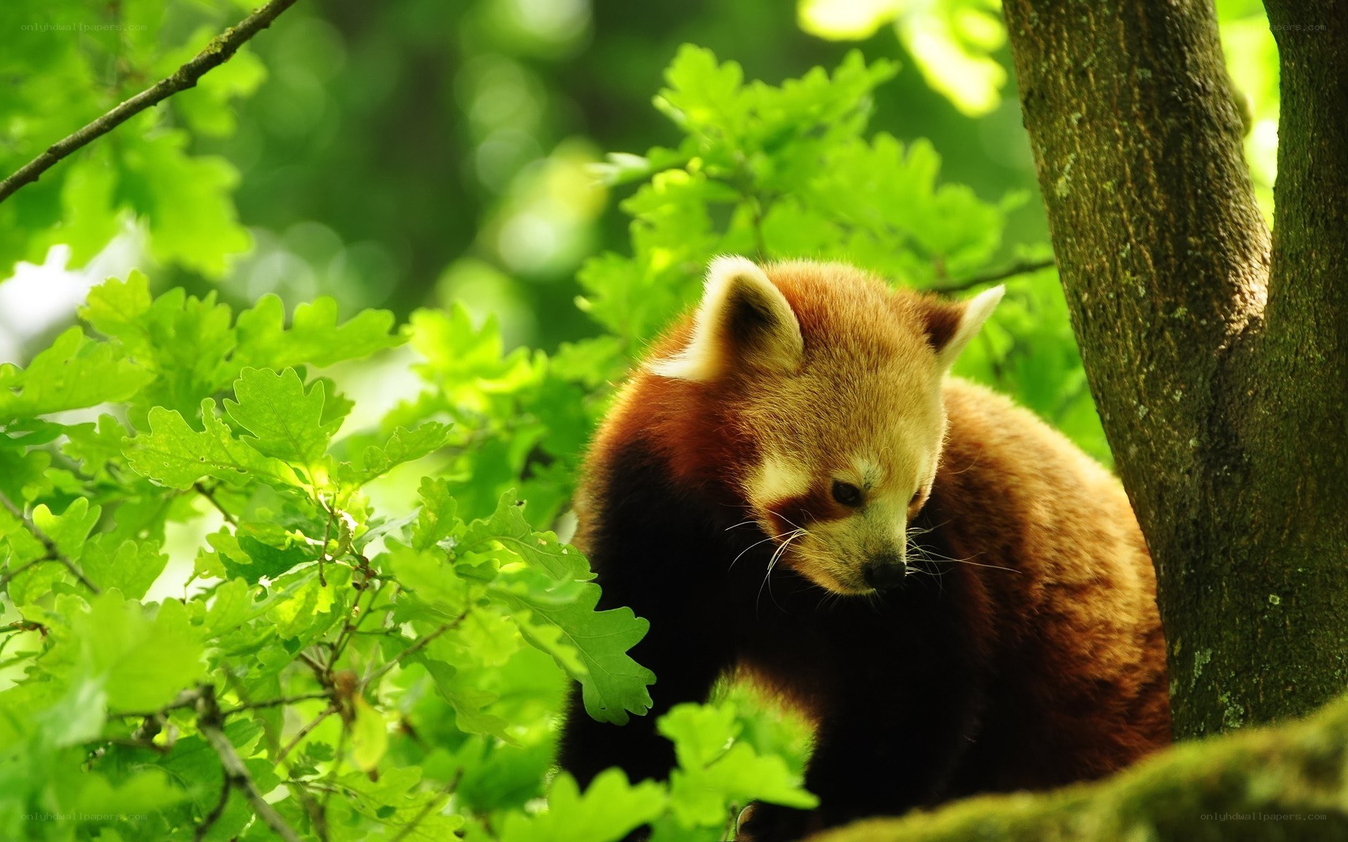 Red panda in green foliage