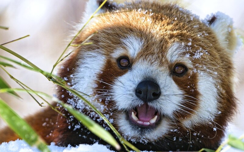 Red Panda in Snow — Brown, Calm