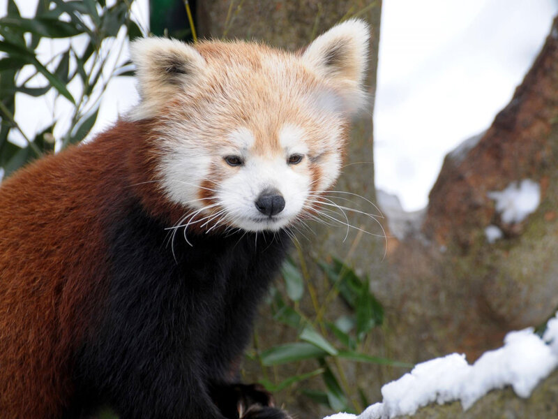 Red Panda in Snow