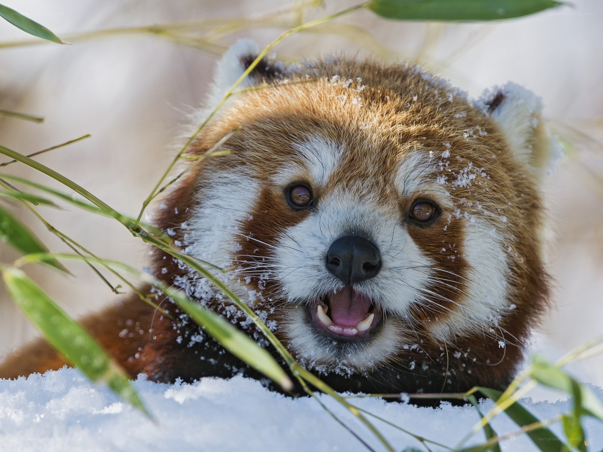 Red panda in snowy bamboo
