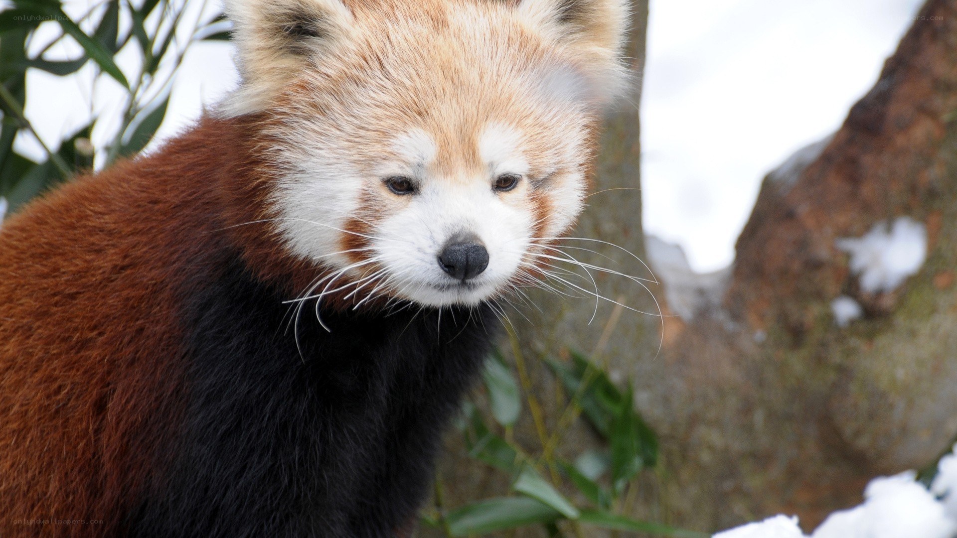 Red panda in snowy forest