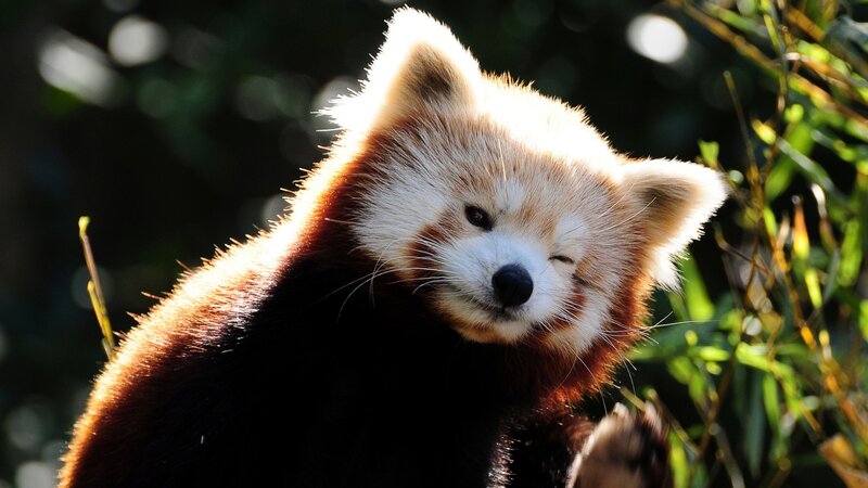 Red panda in sunlight