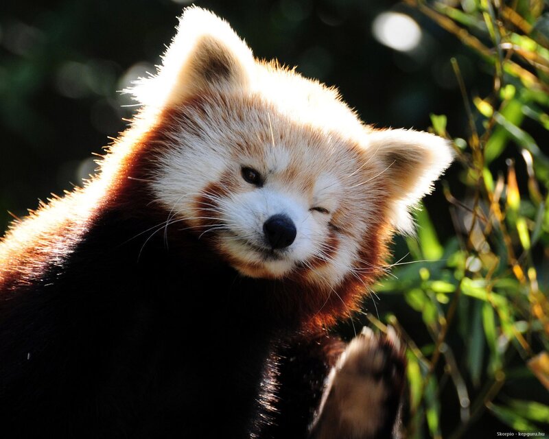 Red Panda in Sunlight — Brown, Serene, Afternoon, Photograph, Bamboo