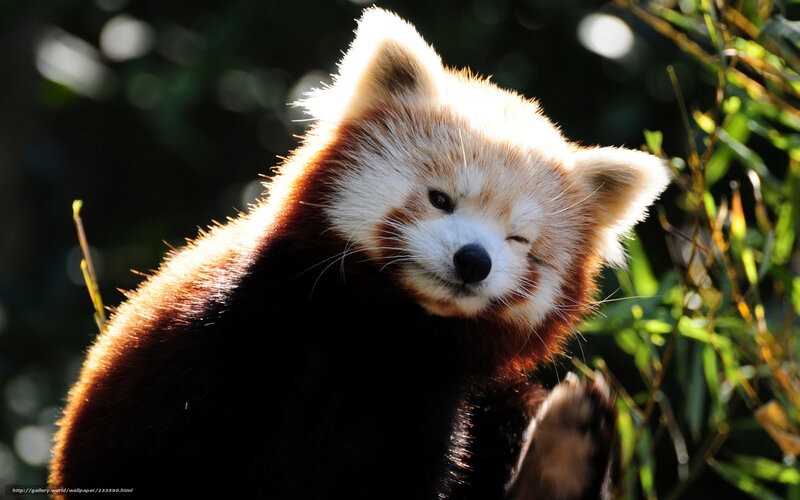 Red Panda in Sunlight — Brown, Serene