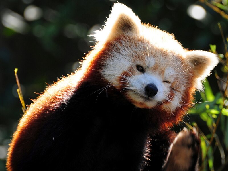 Red Panda in Sunlight — Brown