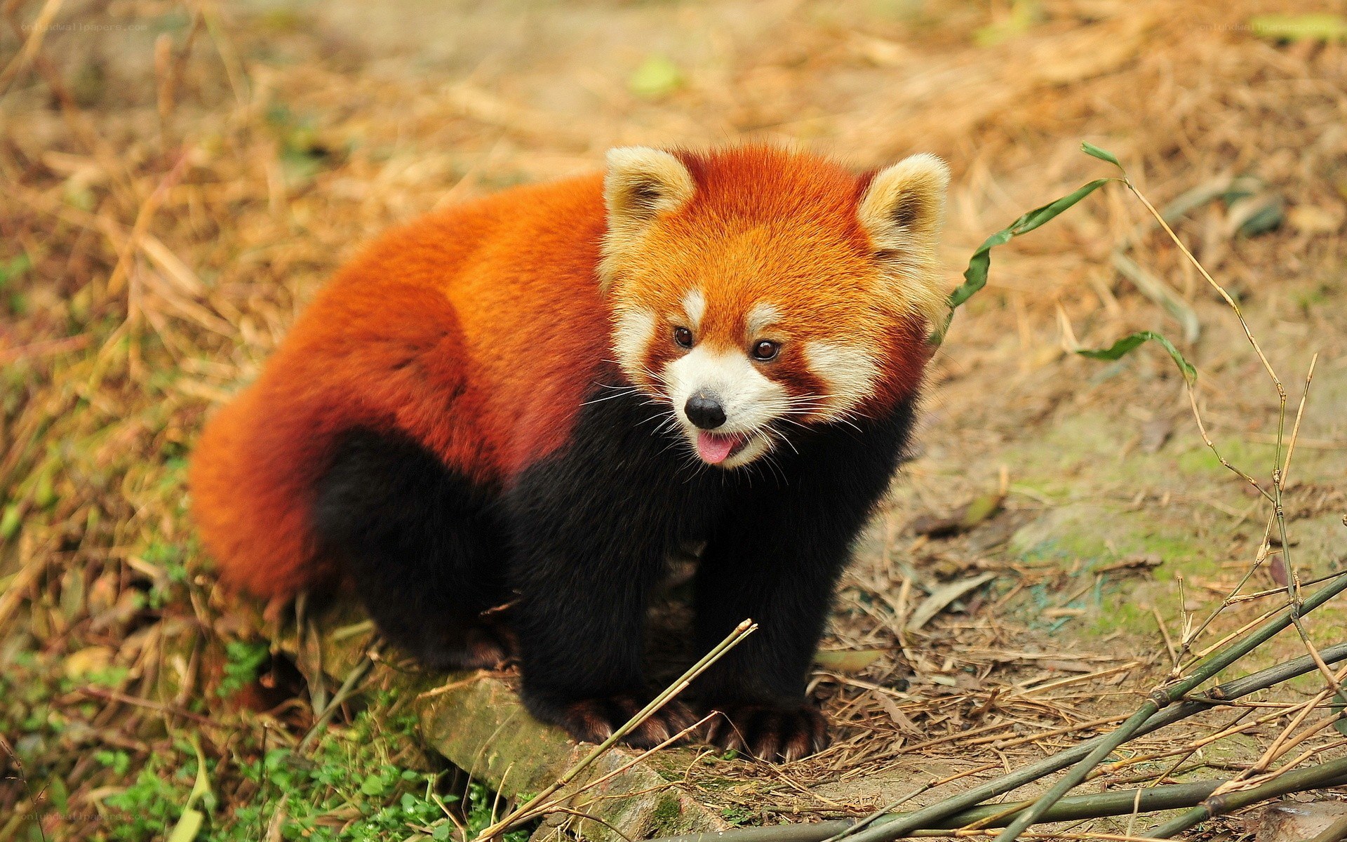 Red panda in the wild