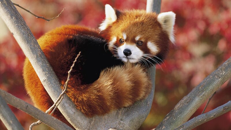 Red panda in tree