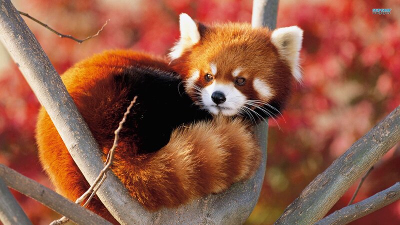 Red panda in tree