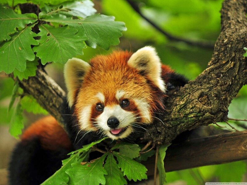 Red panda in tree