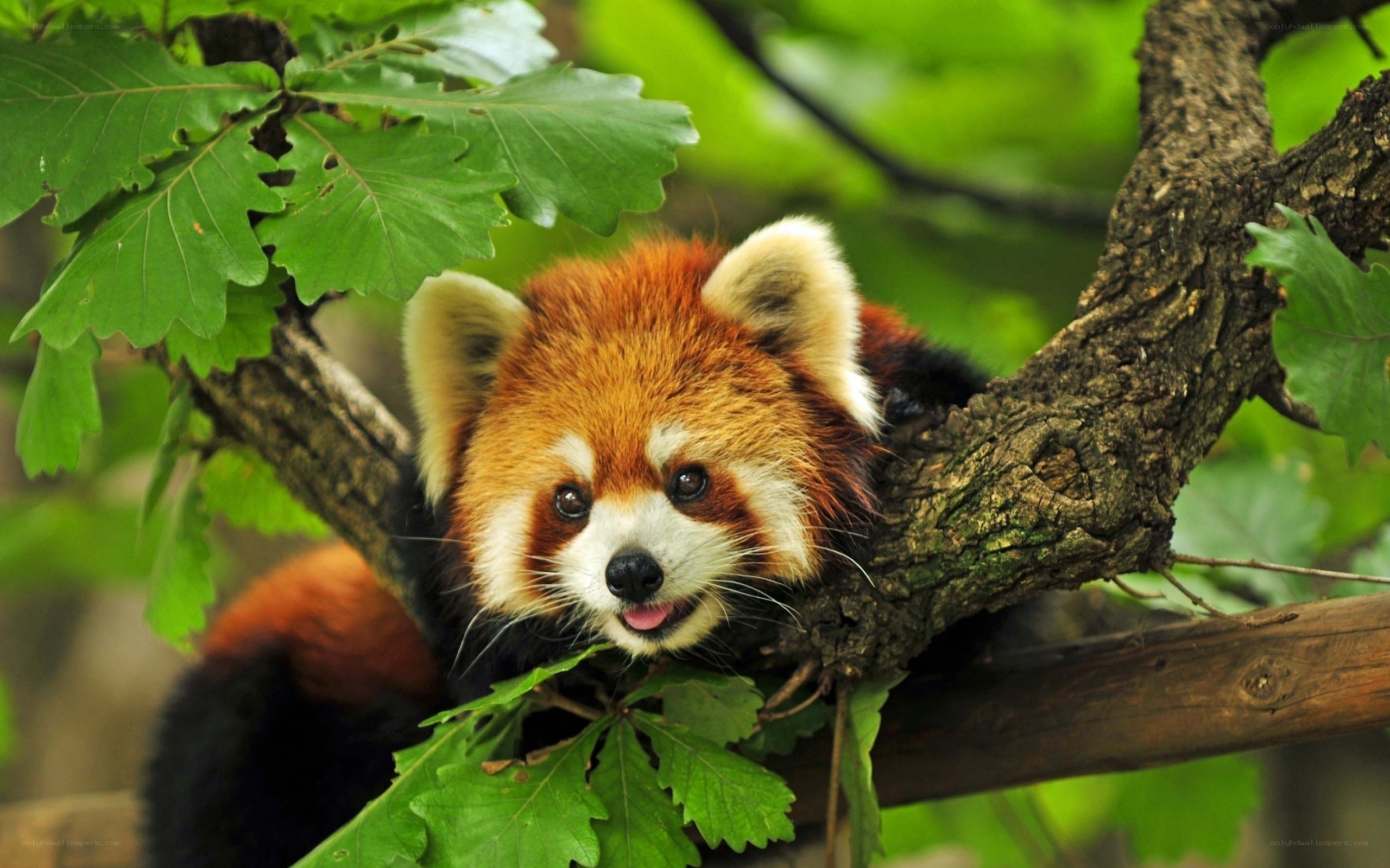 Red panda in tree