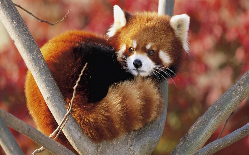 Red panda in tree