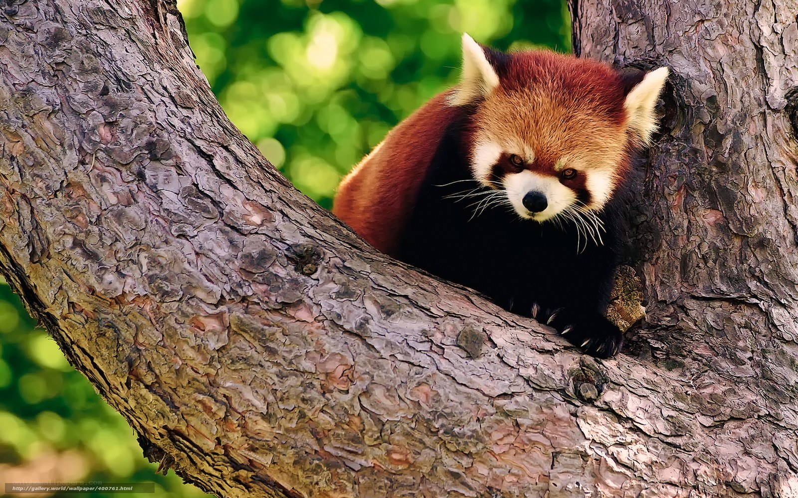 Red panda in tree branch