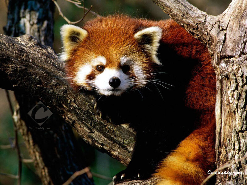 Red Panda in Tree — Brown, Calm, Afternoon, Photograph, Branch, Forest, White