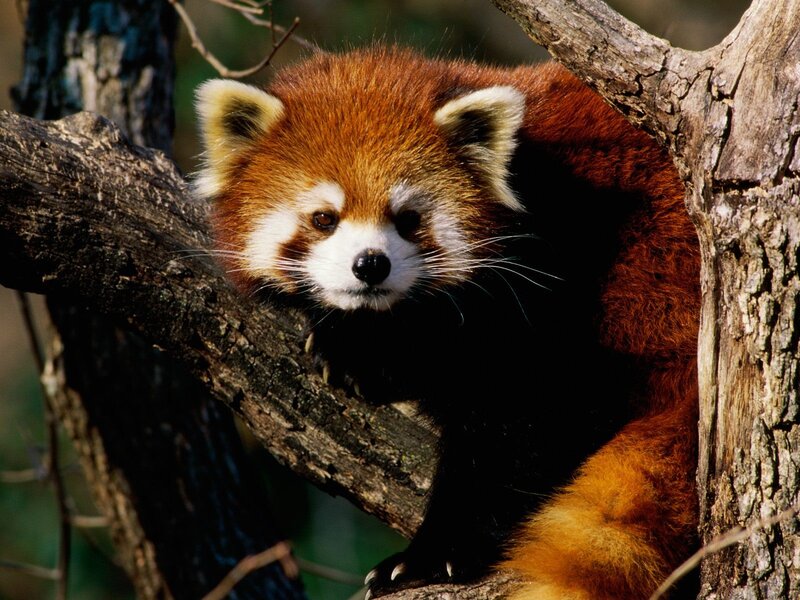 Red Panda in Tree — Brown, Calm, Afternoon, Photograph, Branch