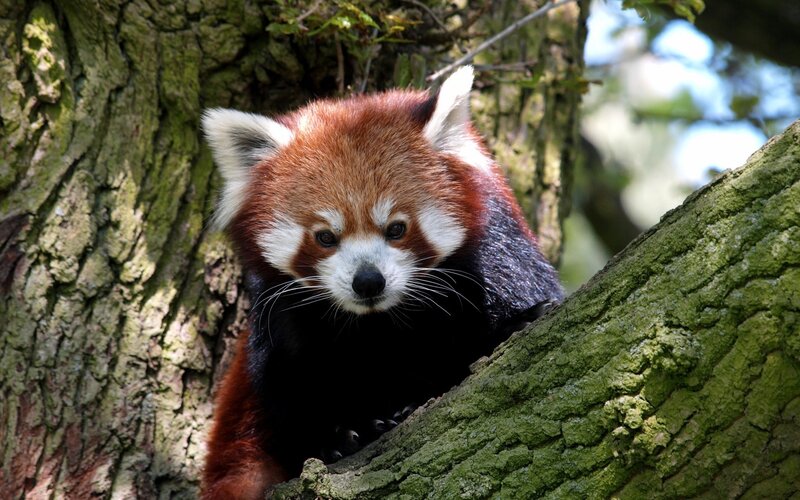 Red Panda in Tree — Brown, Calm, Afternoon, Photograph, Branches