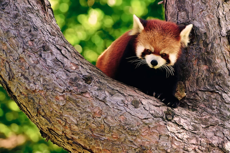 Red Panda in Tree — Brown, Calm, Afternoon, Photograph, Forest