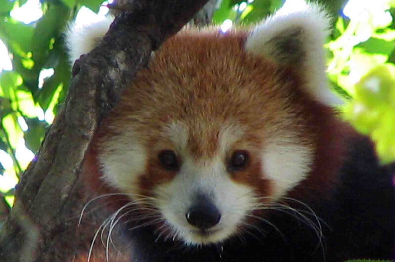 Red Panda in Tree — Brown, Calm, Afternoon, Photograph, Leaves, White, Green