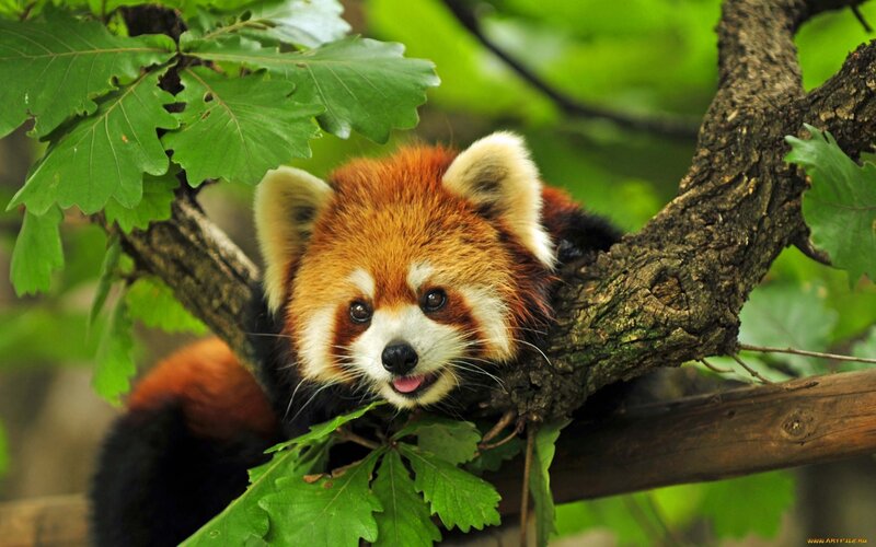Red Panda in Tree — Brown, Calm, Afternoon, Photograph