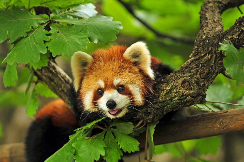 Red Panda in Tree — Brown, Calm, Afternoon, Photograph, Tree Branch, Green Leaves