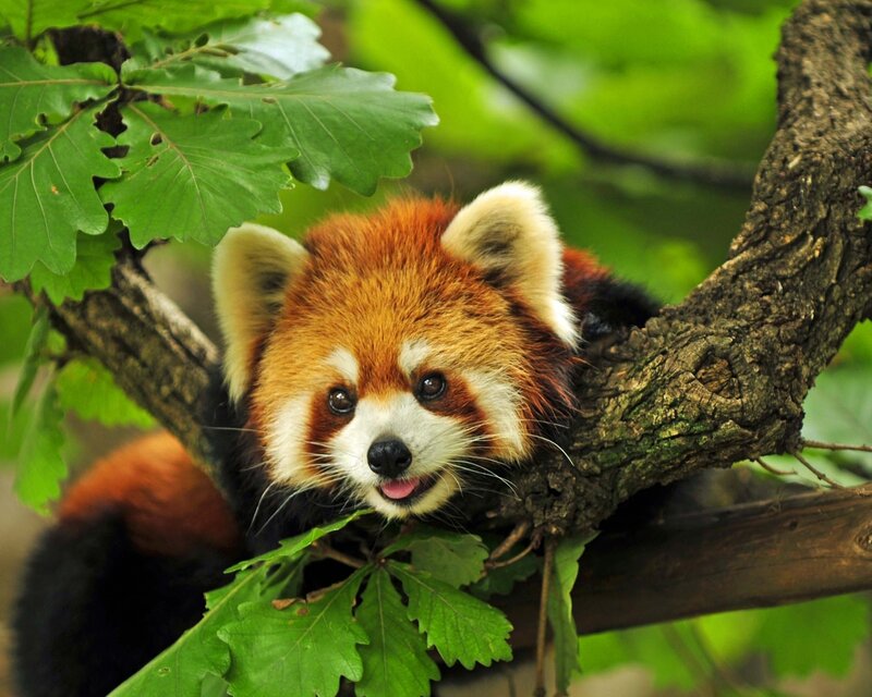 Red Panda in Tree — Brown, Calm, Afternoon, Photograph, Tree Branch