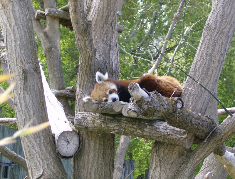 Red Panda in Tree — Brown, Calm, Afternoon