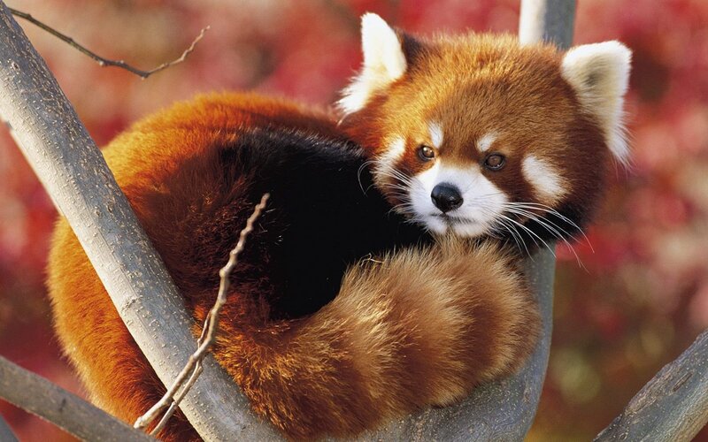 Red Panda in Tree — Brown, Calm, Autumn, Photograph