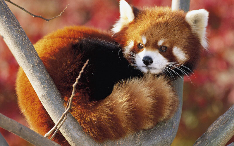 Red Panda in Tree — Brown, Calm, Autumn, Photograph, Tree Branch, Autumn Leaves, White, Black