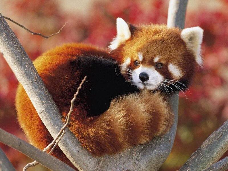 Red Panda in Tree — Brown, Calm, Autumn, Photograph, Tree Branch