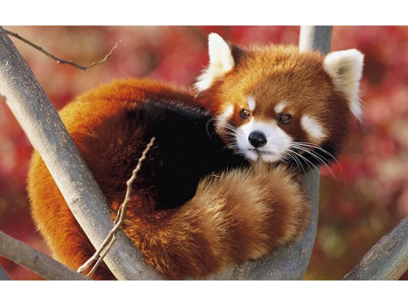 Red Panda in Tree — Brown, Calm, Autumn