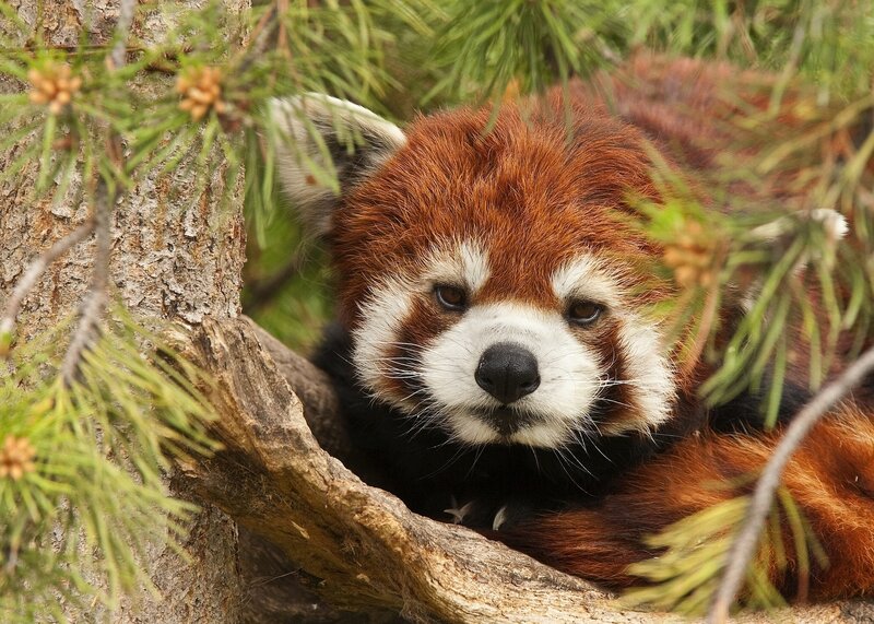 Red Panda in Tree — Brown, Calm, Photograph, Branches