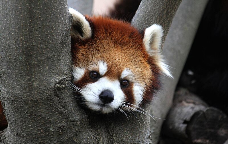 Red Panda in Tree — Brown, Calm, Photograph