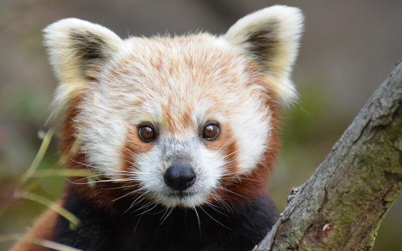 Red Panda in Tree — Brown, Calm, Photograph, Tree Branch, Forest