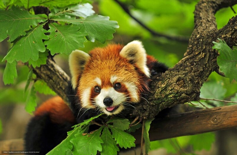 Red Panda in Tree — Brown, Calm, Photograph, Tree Branch