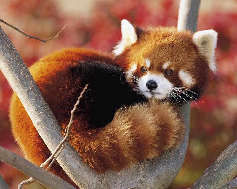 Red Panda in Tree — Brown, Calm