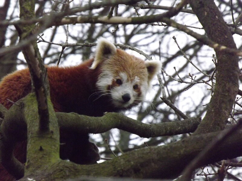 Red Panda in Tree — Brown, Calm, Winter