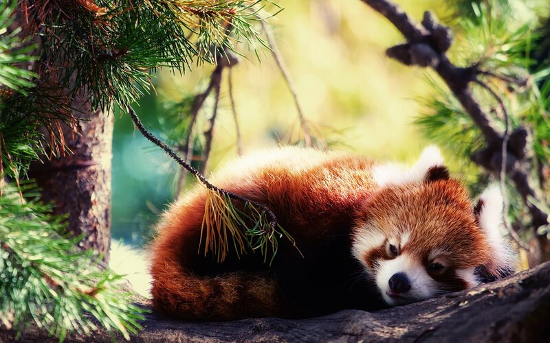 Red Panda in Tree — Brown, Serene, Afternoon